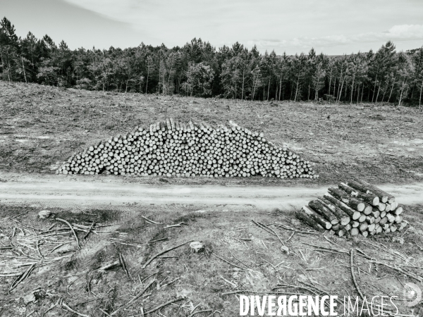 Vue de drone, coupe de bois, coupe rase, abattage de pins maritimes dans les Landes