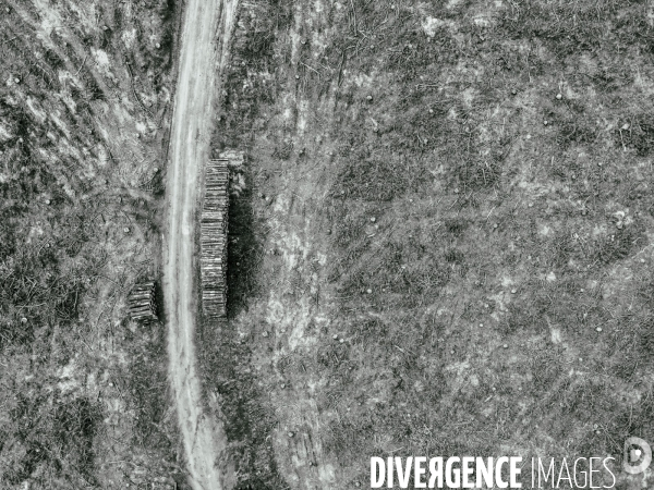 Vue de drone, coupe de bois, coupe rase, abattage de pins maritimes dans les Landes