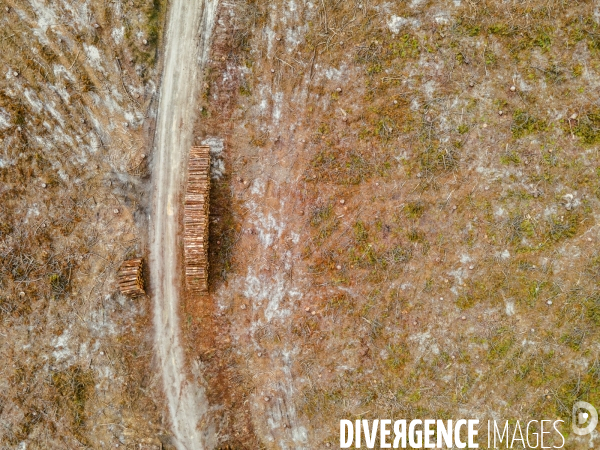 Vue de drone, coupe de bois, coupe rase, abattage de pins maritimes dans les Landes