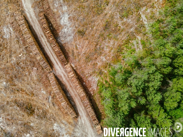 Vue de drone, coupe de bois, coupe rase, abattage de pins maritimes dans les Landes