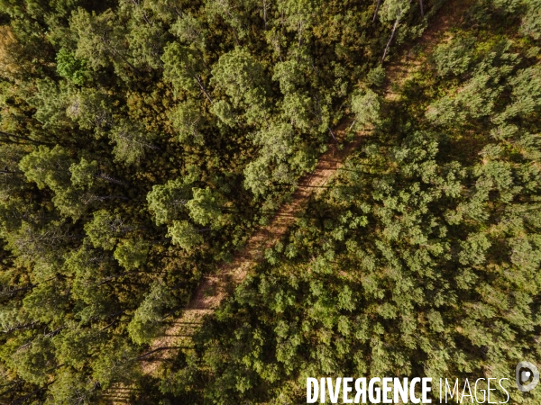 Vue de drone de la foret landaise, massif forestier des Landes de Gascogne