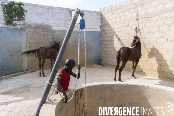 Yamar et les enfants Jockeys du Senegal