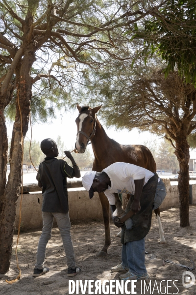 Yamar et les enfants Jockeys du Senegal