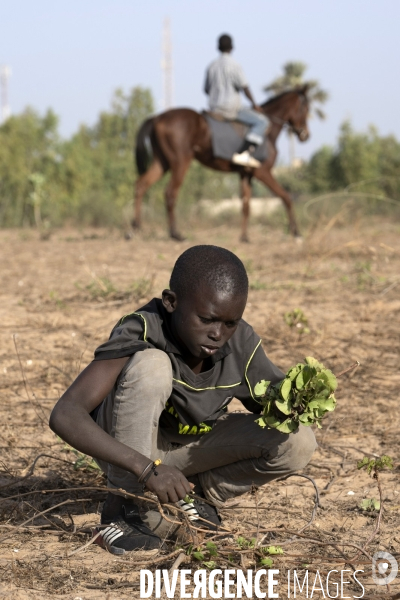 Yamar et les enfants Jockeys du Senegal