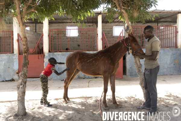 Yamar et les enfants Jockeys du Senegal