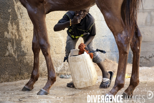 Yamar et les enfants Jockeys du Senegal