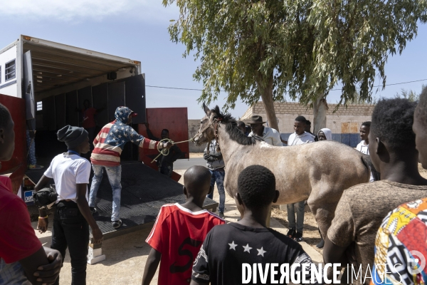 Yamar et les enfants Jockeys du Senegal