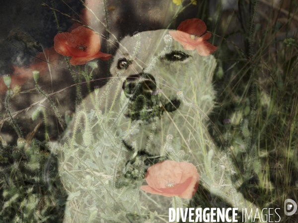 Les Passagers - Bestiaire post-moderne