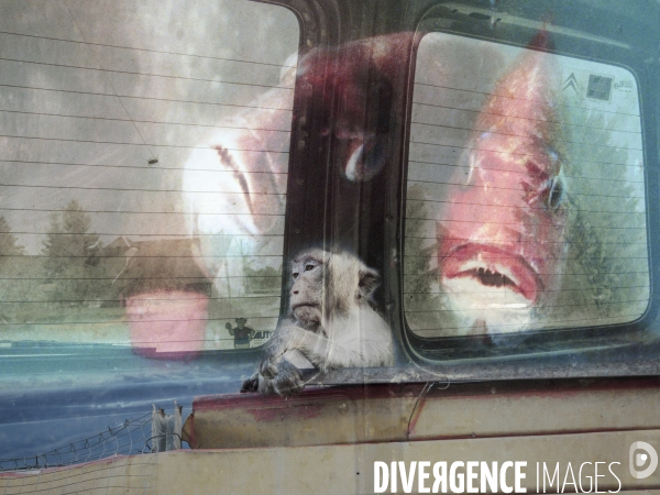 Les Passagers - Bestiaire post-moderne