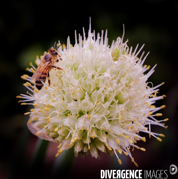 Une Abeille butine une fleur