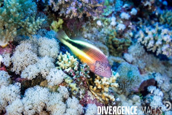 Biodiversite et plongee sous marine en Mer Rouge, zone des Saint Johns