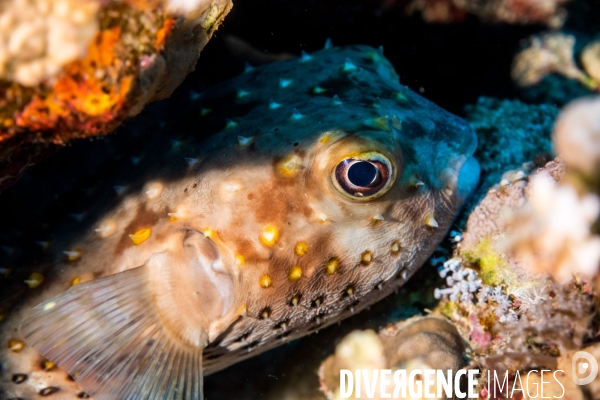 Biodiversite et plongee sous marine en Mer Rouge, zone des Saint Johns