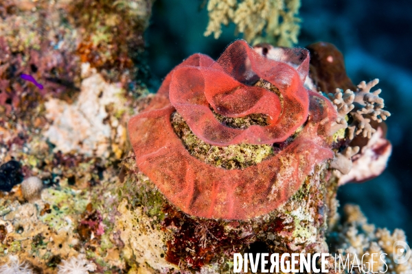 Biodiversite et plongee sous marine en Mer Rouge, zone des Saint Johns