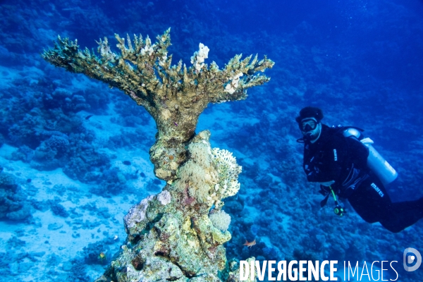 Biodiversite et plongee sous marine en Mer Rouge, zone des Saint Johns