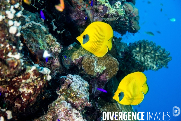 Biodiversite et plongee sous marine en Mer Rouge, zone des Saint Johns