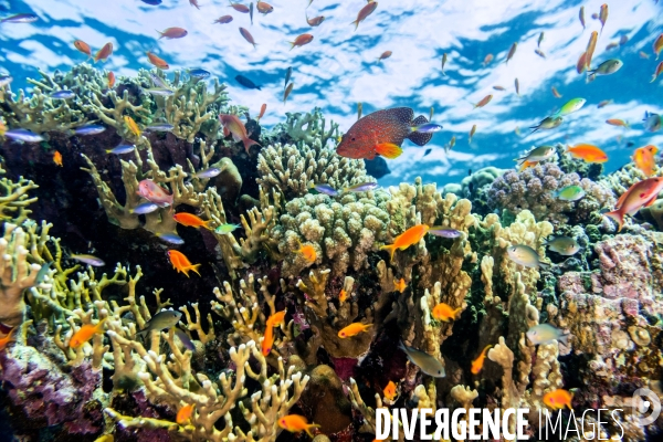 Biodiversite et plongee sous marine en Mer Rouge, zone des Saint Johns