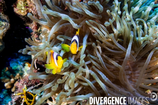 Biodiversite et plongee sous marine en Mer Rouge, zone des Saint Johns