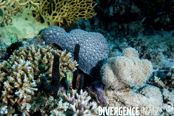 Biodiversite et plongee sous marine en Mer Rouge, zone des Saint Johns