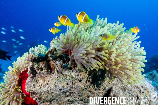 Biodiversite et plongee sous marine en Mer Rouge, zone des Saint Johns