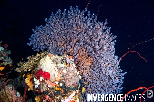 Biodiversite et plongee sous marine en Mer Rouge, zone des Saint Johns