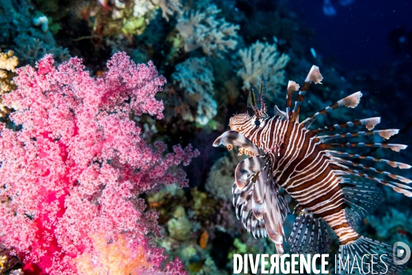 Biodiversite et plongee sous marine en Mer Rouge, zone des Saint Johns