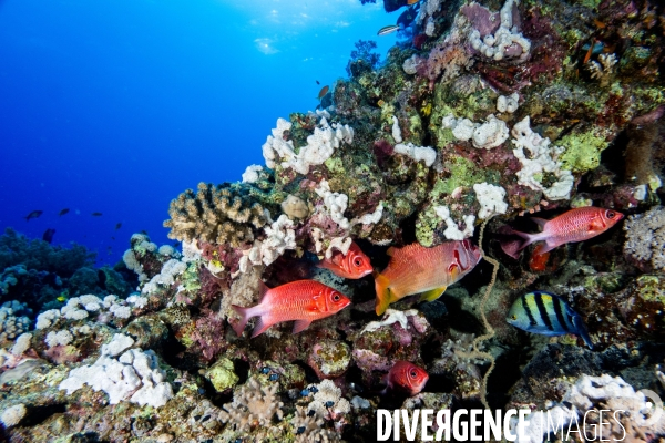 Biodiversite et plongee sous marine en Mer Rouge, zone des Saint Johns