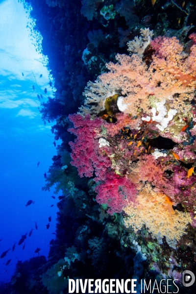 Biodiversite et plongee sous marine en Mer Rouge, zone des Saint Johns