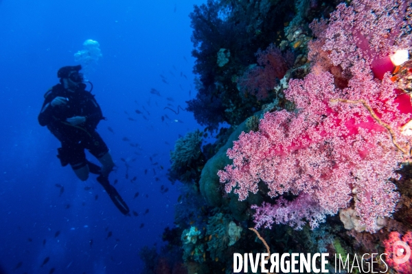 Biodiversite et plongee sous marine en Mer Rouge, zone des Saint Johns