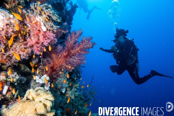 Biodiversite et plongee sous marine en Mer Rouge, zone des Saint Johns