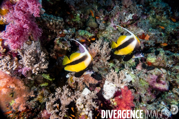 Biodiversite et plongee sous marine en Mer Rouge, zone des Saint Johns