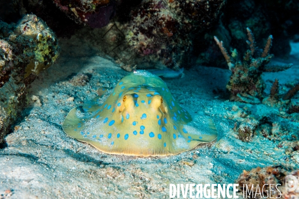 Biodiversite et plongee sous marine en Mer Rouge, zone des Saint Johns