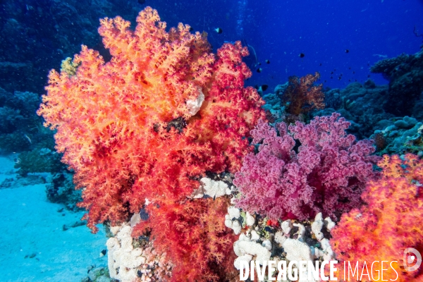 Biodiversite et plongee sous marine en Mer Rouge, zone des Saint Johns