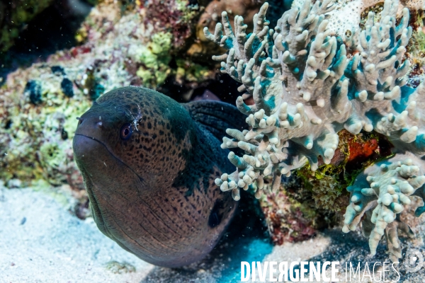 Biodiversite et plongee sous marine en Mer Rouge, zone des Saint Johns