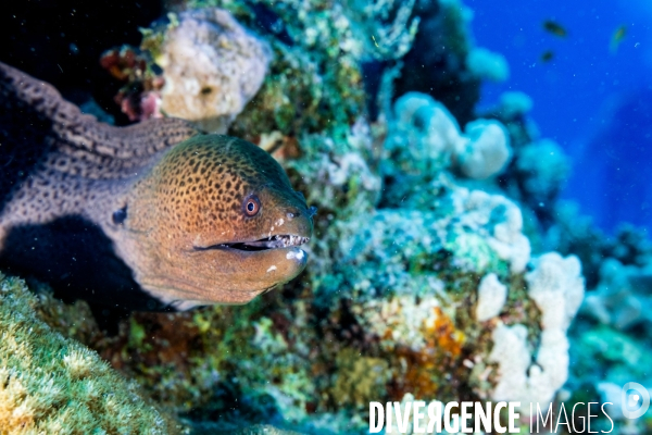 Biodiversite et plongee sous marine en Mer Rouge, zone des Saint Johns