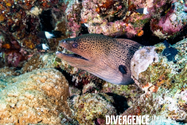 Biodiversite et plongee sous marine en Mer Rouge, zone des Saint Johns