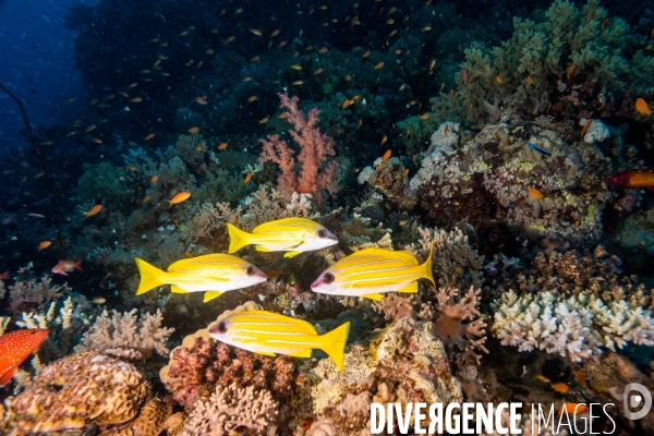 Biodiversite et plongee sous marine en Mer Rouge, zone des Saint Johns