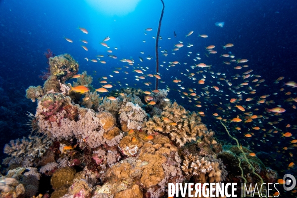 Biodiversite et plongee sous marine en Mer Rouge, zone des Saint Johns