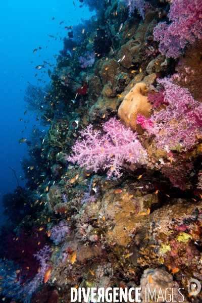 Biodiversite et plongee sous marine en Mer Rouge, zone des Saint Johns