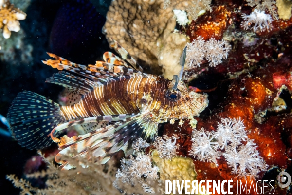 Biodiversite et plongee sous marine en Mer Rouge, zone des Saint Johns