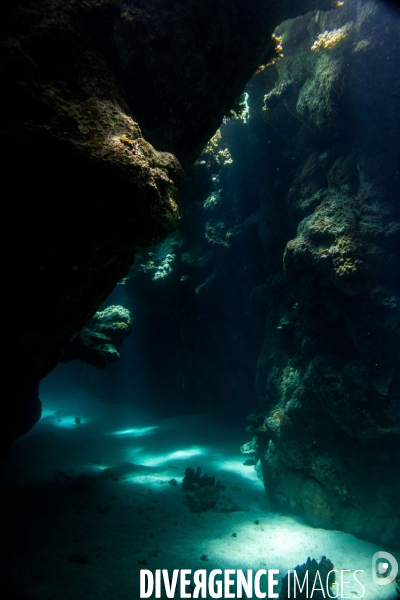 Biodiversite et plongee sous marine en Mer Rouge, zone des Saint Johns