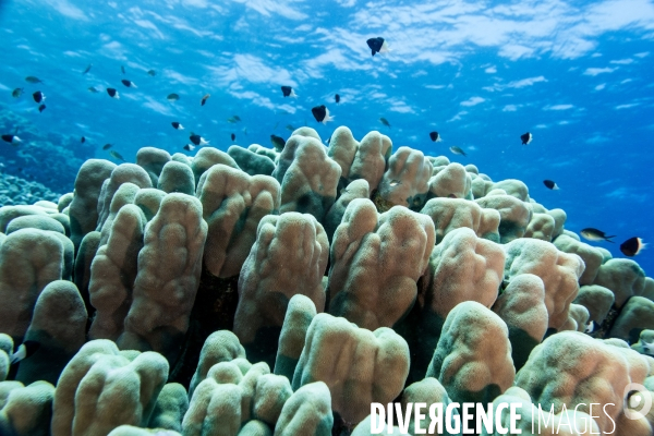 Biodiversite et plongee sous marine en Mer Rouge, zone des Saint Johns