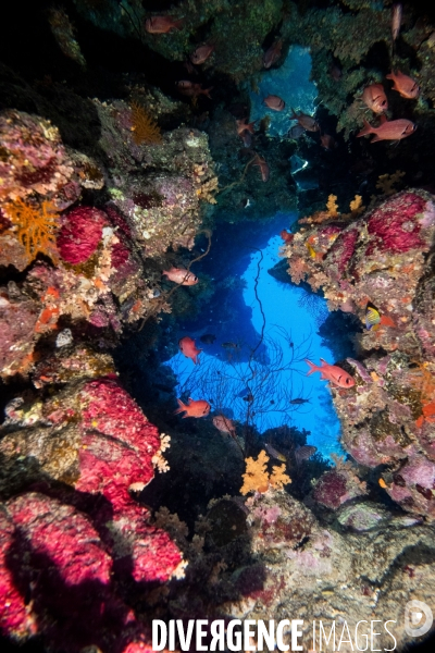 Biodiversite et plongee sous marine en Mer Rouge, zone des Saint Johns