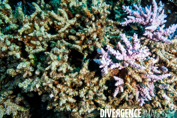 Biodiversite et plongee sous marine en Mer Rouge, zone des Saint Johns