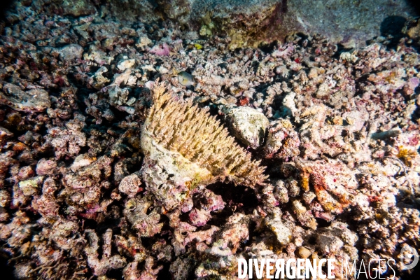 Biodiversite et plongee sous marine en Mer Rouge, zone des Saint Johns