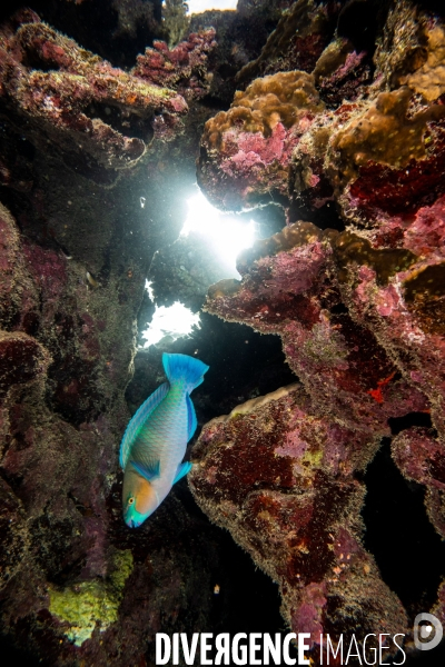 Biodiversite et plongee sous marine en Mer Rouge, zone des Saint Johns