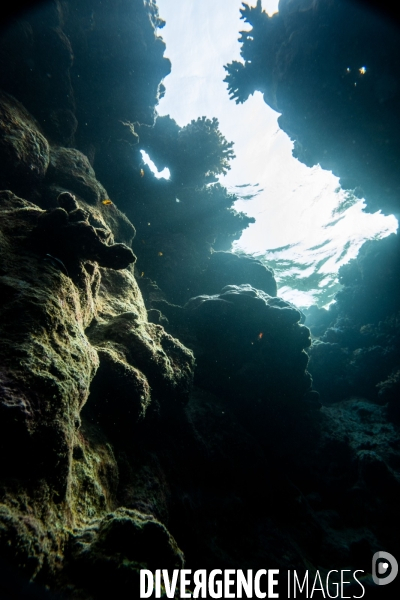 Biodiversite et plongee sous marine en Mer Rouge, zone des Saint Johns