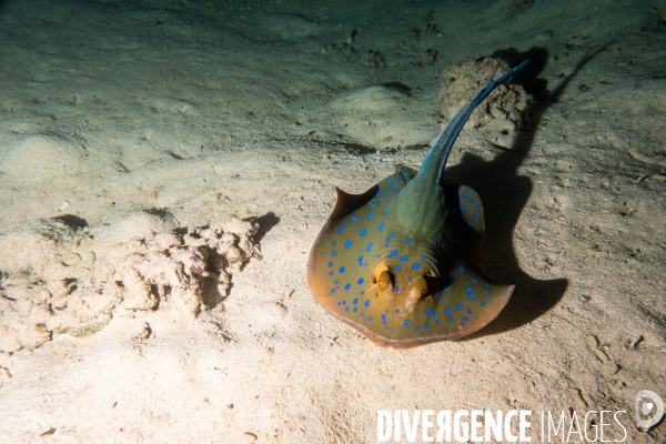 Biodiversite et plongee sous marine en Mer Rouge, zone des Saint Johns