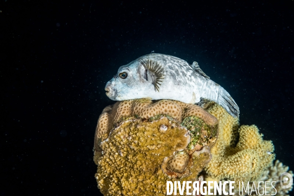 Biodiversite et plongee sous marine en Mer Rouge, zone des Saint Johns