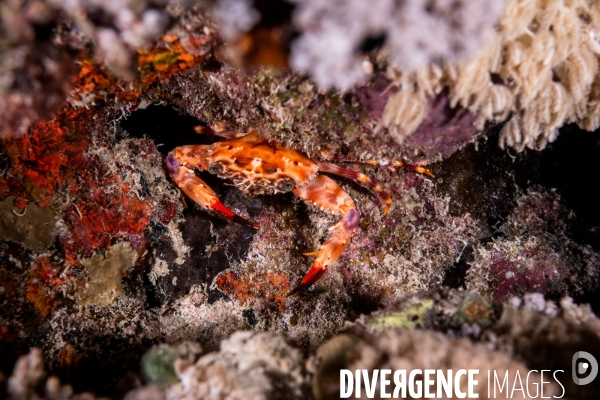 Biodiversite et plongee sous marine en Mer Rouge, zone des Saint Johns