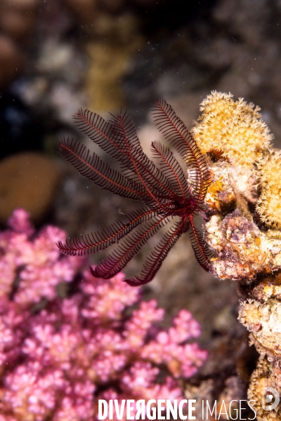 Biodiversite et plongee sous marine en Mer Rouge, zone des Saint Johns